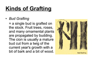 Kinds of Grafting   Bud Grafting   = a single bud is grafted on the stock. Fruit trees, roses, and many ornamental plants are propagated by budding. The cion is usually a mature bud cut from a twig of the current year's growth with a bit of bark and a bit of wood.  