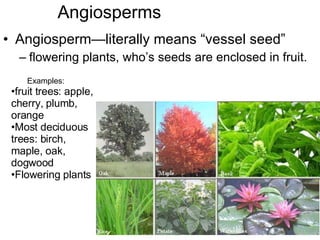 Plant Recognition | PPT