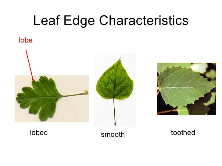 Plant Recognition plant-recognition