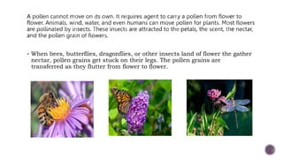  When bees, butterflies, dragonflies, or other insects land of flower the gather
nectar, pollen grains get stuck on their legs. The pollen grains are
transferred as they flutter from flower to flower.
 