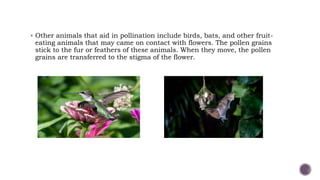 Other animals that aid in pollination include birds, bats, and other fruit-
eating animals that may came on contact with flowers. The pollen grains
stick to the fur or feathers of these animals. When they move, the pollen
grains are transferred to the stigma of the flower.
 