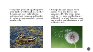  The pollen grains of aquatic plants
may drift on water and reach other
flowers and start pollinations.
Although less common, pollination
in water occurs, especially in some
pondweeds.
 Wind pollination occurs when
pollens from the flowers are
transported by the wind. Crops
such as rye, oats, and barley are
pollinated via wind. Grasses, some
tree species, and shrubs are wind-
pollinated, too.
 