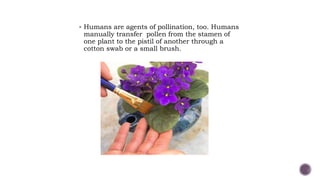  Humans are agents of pollination, too. Humans
manually transfer pollen from the stamen of
one plant to the pistil of another through a
cotton swab or a small brush.
 