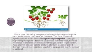 Plants have the ability to reproduce through their vegetative parts
such as the leaves, the stems, or the roots. This form of asexual
reproduction in plants is called vegetative propagation. Through
vegetative propagation, desirable traits such as flower color, flavor or
resistance to diseases are maintained from generation to generation.
Plant growers are also able to produce plants in a shorter period
through vegetative propagation. Vegetative propagation may be natural
or artificial.
 