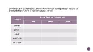 Plants
Parts Used for Propagation
leaf Stem Root
banana
garlic
radish
gabi/taro
katakataka
 