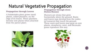 Propagation through Leaves
A katakataka plant grows small
plants, called plantlets, on the
edge of its leaves. These plantlets
become new plants when attached
from the parent plant.
Propagation through stem:
Stolen/Runner
Runners are stems that grow
horizontally above the ground. Roots
and leaves may develop from the nodes
(of runners) that touch the ground.
These roots and leaves may grow as new
plants, strawberry, mint, and Bermuda
grass reproduce this way.
 