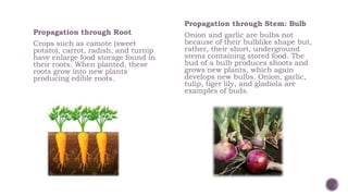 Propagation through Root
Crops such as camote (sweet
potato), carrot, radish, and turnip
have enlarge food storage found in
their roots. When planted, these
roots grow into new plants
producing edible roots.
Propagation through Stem: Bulb
Onion and garlic are bulbs not
because of their bulblike shape but,
rather, their short, underground
stems containing stored food. The
bud of a bulb produces shoots and
grows new plants, which again
develops new bulbs. Onion, garlic,
tulip, tiger lily, and gladiola are
examples of buds.
 