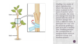 Grafting is a mode of
plant reproduction
where the stem of one
plant is joined to the
stem of another plant.
For example, the stem
of a mango tree may be
joined with the stem of
another mango tree
with a different traits. A
damaged tree may also
be saved by grafting a
part of it into a healthy
tree. Grafting permits
the reproduction of
seedless fruits such as
seedless orange and
seedless grapes.
 