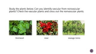 liverwort rose mango trees
 