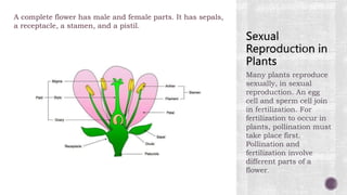 Many plants reproduce
sexually, in sexual
reproduction. An egg
cell and sperm cell join
in fertilization. For
fertilization to occur in
plants, pollination must
take place first.
Pollination and
fertilization involve
different parts of a
flower.
A complete flower has male and female parts. It has sepals,
a receptacle, a stamen, and a pistil.
 