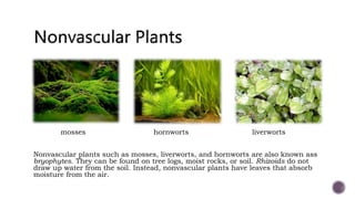 mosses hornworts liverworts
Nonvascular plants such as mosses, liverworts, and hornworts are also known ass
bryophytes. They can be found on tree logs, moist rocks, or soil. Rhizoids do not
draw up water from the soil. Instead, nonvascular plants have leaves that absorb
moisture from the air.
 
