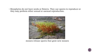 Bryophytes do not have seeds or flowers. They use spores to reproduce or
they may perform either sexual or asexual reproduction.
mosses release spores that grow new mosses
 
