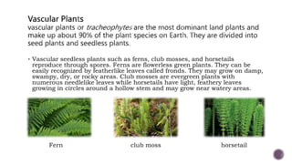  Vascular seedless plants such as ferns, club mosses, and horsetails
reproduce through spores. Ferns are flowerless green plants. They can be
easily recognized by featherlike leaves called fronds. They may grow on damp,
swampy, dry, or rocky areas. Club mosses are evergreen plants with
numerous needlelike leaves while horsetails have light, feathery leaves
growing in circles around a hollow stem and may grow near watery areas.
Fern club moss horsetail
 