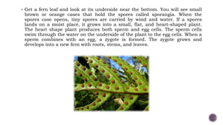  Get a fern leaf and look at its underside near the bottom. You will see small
brown or orange cases that hold the spores called sporangia. When the
spores case opens, tiny spores are carried by wind and water. If a spores
lands on a moist place, it grows into a small, flat, and heart-shaped plant.
The heart shape plant produces both sperm and egg cells. The sperm cells
swim through the water on the underside of the plant to the egg cells. When a
sperm combines with an egg, a zygote is formed. The zygote grows and
develops into a new fern with roots, stems, and leaves.
 