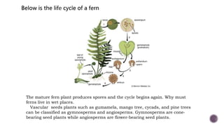 The mature fern plant produces spores and the cycle begins again. Why must
ferns live in wet places.
Vascular seeds plants such as gumamela, mango tree, cycads, and pine trees
can be classified as gymnosperms and angiosperms. Gymnosperms are cone-
bearing seed plants while angiosperms are flower-bearing seed plants.
 