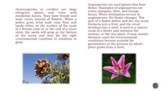 Gymnosperms or conifers are large
evergreen plants and trees with
needlelike leaves. They have female and
male cones instead of flowers. When a
pollen grain from male cone float and
lands either on the surface of the scale
of a female cone or at the end of a short
stem, the seeds will grow at the bottom
of the cones and wait for the right
environmental condition to condition to
grow.
Angiosperms are seed plants that bear
flower. Examples of angiosperms are
roses, mangoes, lilies, and mungo
beans. When fertilization occurs in
angiosperms, the flower changes. The
part of a flower wither and die, the ovary
thickens into a fruit, and the ovule
develops into a seed. A seed is a mature
ovule of a flower and contains the
embryo, or the tiny plant. It may remain
dormant until the environmental
conditions become suitable for
germination or the process by which
plant grows from a seed.
 