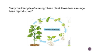 PLANT-REPRODUCTION-1 (1).pptx
