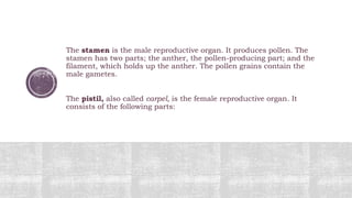 The stamen is the male reproductive organ. It produces pollen. The
stamen has two parts; the anther, the pollen-producing part; and the
filament, which holds up the anther. The pollen grains contain the
male gametes.
The pistil, also called carpel, is the female reproductive organ. It
consists of the following parts:
 