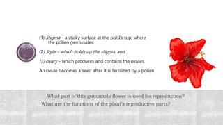 What part of this gumamela flower is used for reproduction?
What are the functions of the plant’s reproductive parts?
 