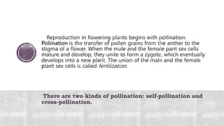 There are two kinds of pollination: self-pollination and
cross-pollination.
 
