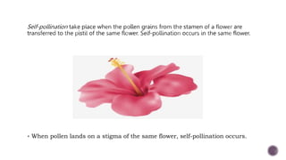  When pollen lands on a stigma of the same flower, self-pollination occurs.
 