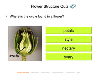 Flower Structure Quiz

• Where is the ovule found in a flower?



                                                                         petals

                                                                         style

                                                                    nectary

                                                                         ovary


                                                                                               ClickBiology
       Flower Structure   Pollination   Fertilisation   Seed Dispersal    Germination   Test
 