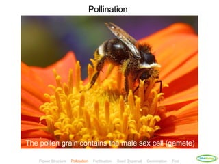 Pollination




The pollen grain contains the male sex cell (gamete)
                                                                                            ClickBiology
    Flower Structure   Pollination    Fertilisation   Seed Dispersal   Germination   Test
 