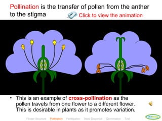 Pollination is the transfer of pollen from the anther
to the stigma              Click to view the animation




• This is an example of cross-pollination as the
  pollen travels from one flower to a different flower.
  This is desirable in plants as it promotes variation.
                                                                                              ClickBiology
       Flower Structure   Pollination   Fertilisation   Seed Dispersal   Germination   Test
 