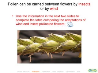 Pollen can be carried between flowers by insects
                   or by wind
  • Use the information in the next two slides to
    complete the table comparing the adaptations of
    wind and insect pollinated flowers.




                                                                                            ClickBiology
     Flower Structure   Pollination   Fertilisation   Seed Dispersal   Germination   Test
 