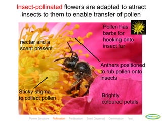 Insect-pollinated flowers are adapted to attract
  insects to them to enable transfer of pollen
                                                                 Pollen has
                                                                 barbs for
 nectar and a                                                    hooking onto
 scent present                                                   insect fur


                                                               Anthers positioned
                                                               to rub pollen onto
                                                               insects

Sticky stigma
to collect pollen                                               Brightly
                                                                coloured petals

                                                                                           ClickBiology
    Flower Structure   Pollination   Fertilisation   Seed Dispersal   Germination   Test
 