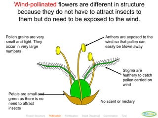 Wind-pollinated flowers are different in structure
     because they do not have to attract insects to
     them but do need to be exposed to the wind.

Pollen grains are very                                                         Anthers are exposed to the
small and light. They                                                          wind so that pollen can
occur in very large                                                            easily be blown away
numbers



                                                                                             Stigma are
                                                                                             feathery to catch
                                                                                             pollen carried on
                                                                                             wind

 Petals are small and
 green as there is no
                                                                             No scent or nectary
 need to attract
 insects
                                                                                                         ClickBiology
           Flower Structure   Pollination   Fertilisation   Seed Dispersal    Germination   Test
 