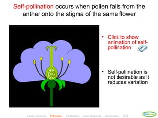 Self-pollination occurs when pollen falls from the
   anther onto the stigma of the same flower


                                                                       • Click to show
                                                                         animation of self-
                                                                         pollination



                                                                       • Self-pollination is
                                                                         not desirable as it
                                                                         reduces variation




                                                                                             ClickBiology
     Flower Structure   Pollination   Fertilisation   Seed Dispersal    Germination   Test
 