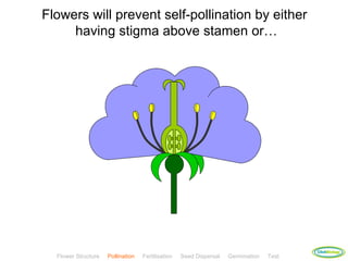 Flowers will prevent self-pollination by either
     having stigma above stamen or…




                                                                                         ClickBiology
  Flower Structure   Pollination   Fertilisation   Seed Dispersal   Germination   Test
 