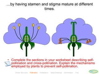 …by having stamen and stigma mature at different
                   times.




• Complete the sections in your worksheet describing self-
  pollination and cross-pollination. Explain the mechanisms
  employed by plants to prevent self-pollination.
                                                                                            ClickBiology
     Flower Structure   Pollination   Fertilisation   Seed Dispersal   Germination   Test
 