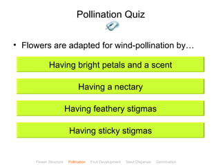 Pollination Quiz


• Flowers are adapted for wind-pollination by…

            Having bright petals and a scent

                              Having a nectary

                        Having feathery stigmas

                         Having sticky stigmas


                                                                                         ClickBiology
     Flower Structure   Pollination   Fruit Development   Seed Dispersal   Germination
 