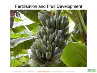 Fertilisation and Fruit Development




                                                                                    ClickBiology
Flower Structure   Pollination   Fruit Development   Seed Dispersal   Germination
 