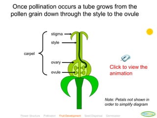Once pollination occurs a tube grows from the
pollen grain down through the style to the ovule


                            stigma

                            style

     carpel

                            ovary
                                                                           Click to view the
                            ovule                                          animation



                                                                         Note: Petals not shown in
                                                                         order to simplify diagram

                                                                                              ClickBiology
   Flower Structure   Pollination   Fruit Development   Seed Dispersal   Germination
 