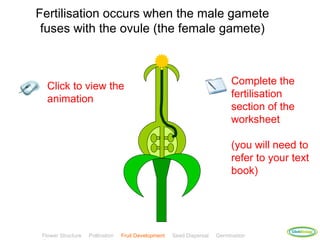 Fertilisation occurs when the male gamete
 fuses with the ovule (the female gamete)



   Click to view the                                                        Complete the
   animation                                                                fertilisation
                                                                            section of the
                                                                            worksheet

                                                                            (you will need to
                                                                            refer to your text
                                                                            book)




                                                                                          ClickBiology
 Flower Structure   Pollination   Fruit Development   Seed Dispersal   Germination
 