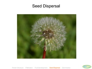 Seed Dispersal




                                                                                    ClickBiology
Flower Structure   Pollination   Fruit Development   Seed Dispersal   Germination
 