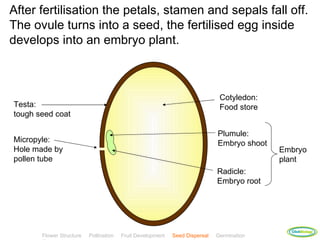 After fertilisation the petals, stamen and sepals fall off.
The ovule turns into a seed, the fertilised egg inside
develops into an embryo plant.



                                                                              Cotyledon:
Testa:                                                                        Food store
tough seed coat

                                                                             Plumule:
Micropyle:                                                                   Embryo shoot
Hole made by                                                                                Embryo
pollen tube                                                                                 plant
                                                                             Radicle:
                                                                             Embryo root




                                                                                              ClickBiology
       Flower Structure   Pollination   Fruit Development   Seed Dispersal   Germination
 