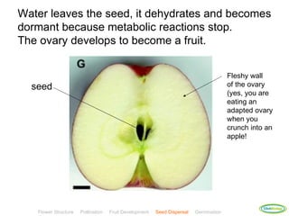 Water leaves the seed, it dehydrates and becomes
dormant because metabolic reactions stop.
The ovary develops to become a fruit.


                                                                                       Fleshy wall
  seed                                                                                 of the ovary
                                                                                       (yes, you are
                                                                                       eating an
                                                                                       adapted ovary
                                                                                       when you
                                                                                       crunch into an
                                                                                       apple!




                                                                                                  ClickBiology
   Flower Structure   Pollination   Fruit Development   Seed Dispersal   Germination
 
