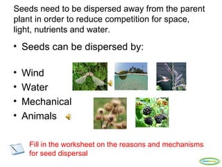 Seeds need to be dispersed away from the parent
plant in order to reduce competition for space,
light, nutrients and water.
• Seeds can be dispersed by:

•   Wind
•   Water
•   Mechanical
•   Animals

     Fill in the worksheet on the reasons and mechanisms
     for seed dispersal
                                                       ClickBiology
 