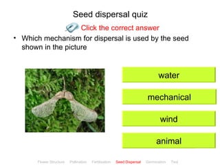 Seed dispersal quiz
                    Click the correct answer
• Which mechanism for dispersal is used by the seed
  shown in the picture


                                                                               water

                                                                         mechanical

                                                                                wind

                                                                              animal
                                                                                              ClickBiology
       Flower Structure   Pollination   Fertilisation   Seed Dispersal   Germination   Test
 