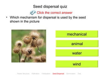 Seed dispersal quiz
                    Click the correct answer
• Which mechanism for dispersal is used by the seed
  shown in the picture


                                                                         mechanical

                                                                               animal

                                                                                water

                                                                                wind
                                                                                              ClickBiology
       Flower Structure   Pollination   Fertilisation   Seed Dispersal   Germination   Test
 