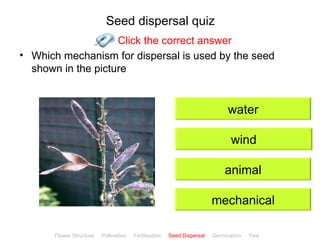 Seed dispersal quiz
                    Click the correct answer
• Which mechanism for dispersal is used by the seed
  shown in the picture


                                                                              water

                                                                                wind

                                                                             animal

                                                                         mechanical

                                                                                              ClickBiology
       Flower Structure   Pollination   Fertilisation   Seed Dispersal   Germination   Test
 