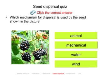 Seed dispersal quiz
                    Click the correct answer
• Which mechanism for dispersal is used by the seed
  shown in the picture



                                                                             animal

                                                                         mechanical

                                                                              water

                                                                               wind
                                                                                              ClickBiology
       Flower Structure   Pollination   Fertilisation   Seed Dispersal   Germination   Test
 