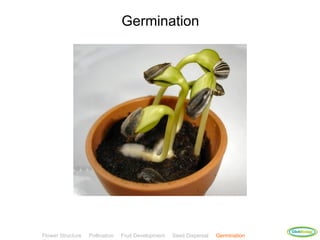 Germination




                                                                                    ClickBiology
Flower Structure   Pollination   Fruit Development   Seed Dispersal   Germination
 
