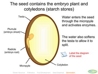 The seed contains the embryo plant and
           cotyledons (starch stores)
              Testa                                                    Water enters the seed
                                                                       through the micropyle
                                                                       and activates enzymes.
   Plumule
(embryo shoot)

                                                                       The water also softens
                                                                       the testa to allow it to
                                                                       split.
   Radicle
(embryo root)                                                                   Label the diagram
                                                                                of the seed


                Micropyle                                        Cotyledon

                                                                                                    ClickBiology
       Flower Structure   Pollination   Fruit Development   Seed Dispersal   Germination
 