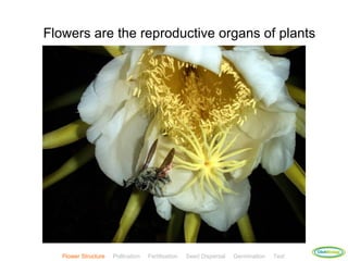 Flowers are the reproductive organs of plants




                                                                                          ClickBiology
   Flower Structure   Pollination   Fertilisation   Seed Dispersal   Germination   Test
 