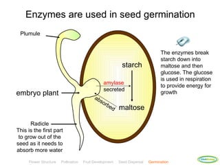 Enzymes are used in seed germination
 Plumule


                                                                                 The enzymes break
                                                                                 starch down into
                                                            starch               maltose and then
                                                                                 glucose. The glucose
                                                                                 is used in respiration
                                                 amylase
                                                                                 to provide energy for
                                                 secreted
embryo plant                                                                     growth
                                            ab
                                              so
                                                 rbe
                                                    d     maltose

      Radicle
This is the first part
 to grow out of the
seed as it needs to
absorb more water
                                                                                                 ClickBiology
     Flower Structure   Pollination   Fruit Development   Seed Dispersal   Germination
 